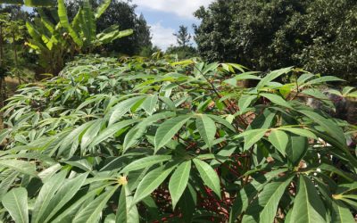 KENET helps in preserving a vital food source